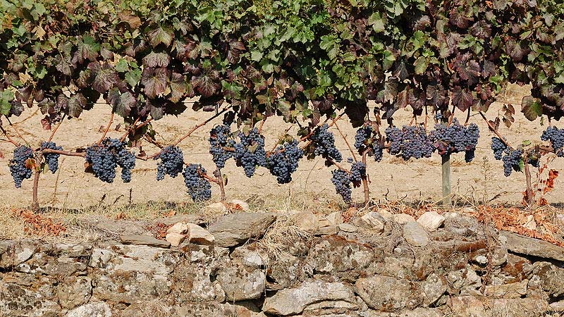Rota dos Vinhos de Cister em Portugal