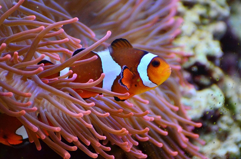 Anemone Valley na Indonésia