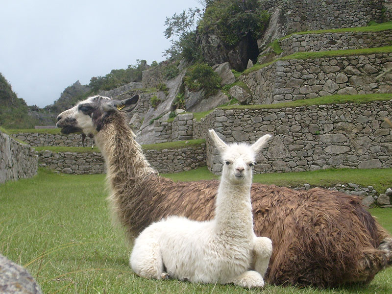 O que ver em Machu Picchu, no Peru