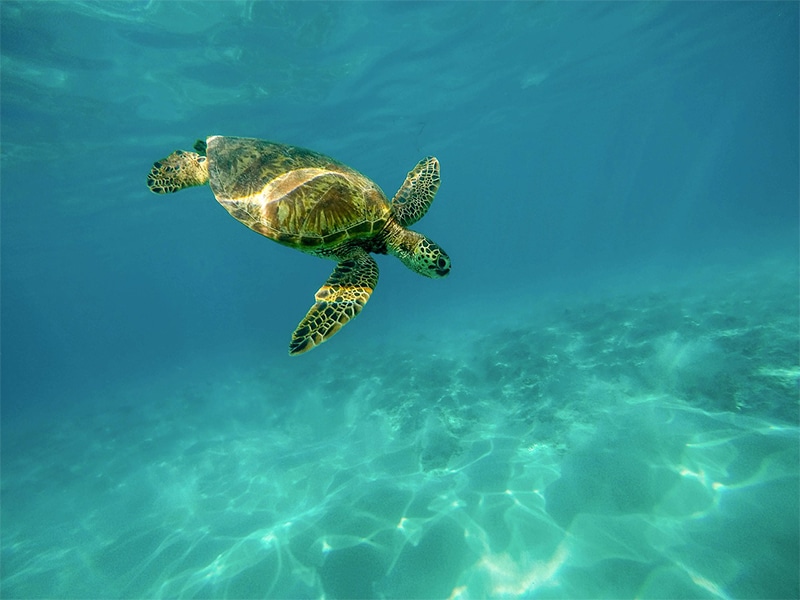 Nadar com as tartarugas em Curaçao