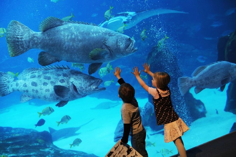 Passeios naturais em Atlanta Geórgia Aquarium como roteiro em Atlanta