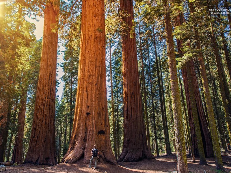 Sequoias gigantes São Francisco