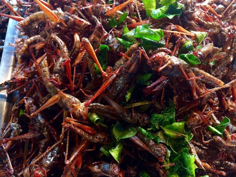 Comidas exóticas no mundo curiosidades Comidas exóticas ao redor do mundo