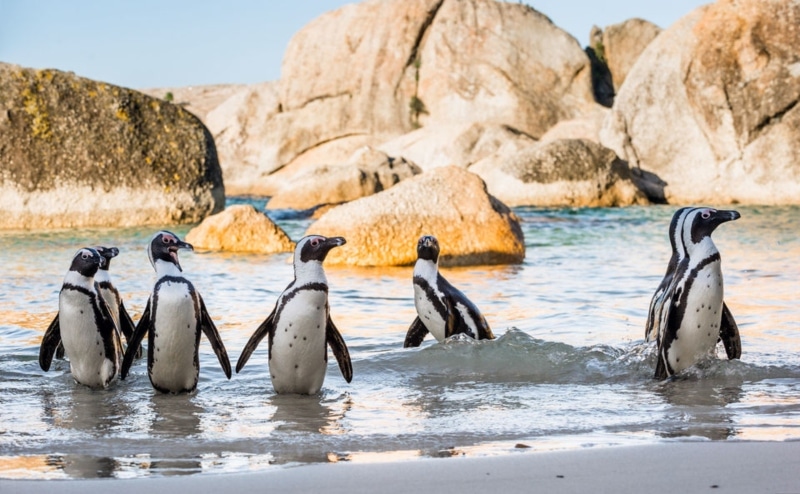 Praia dos pinguins em Cape Town