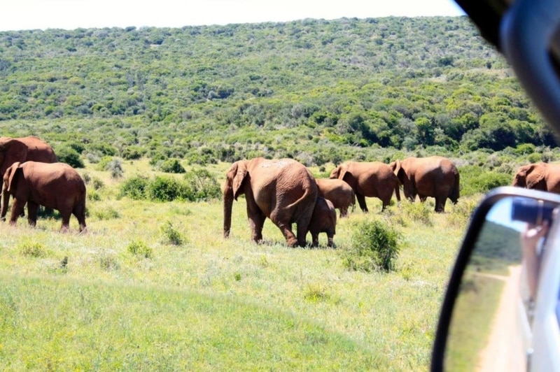 Ver animais safári em Cape Town