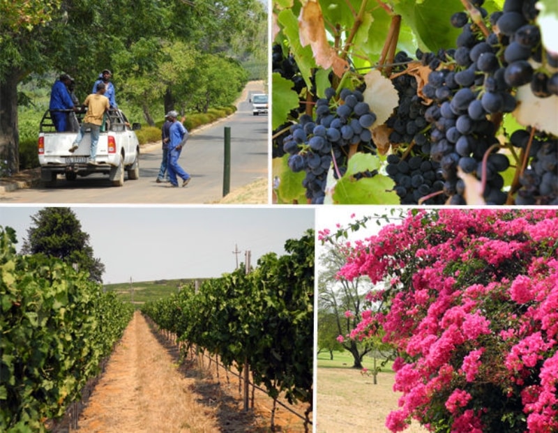 Passeios de vinhos em Cape Town