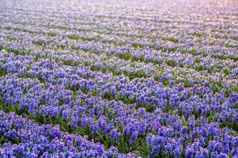 Cidades com flores na Holanda