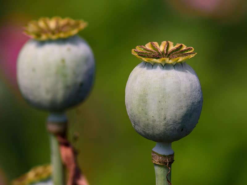 Como fazer leite de papoula? Leite vegetal típico da Lituânia