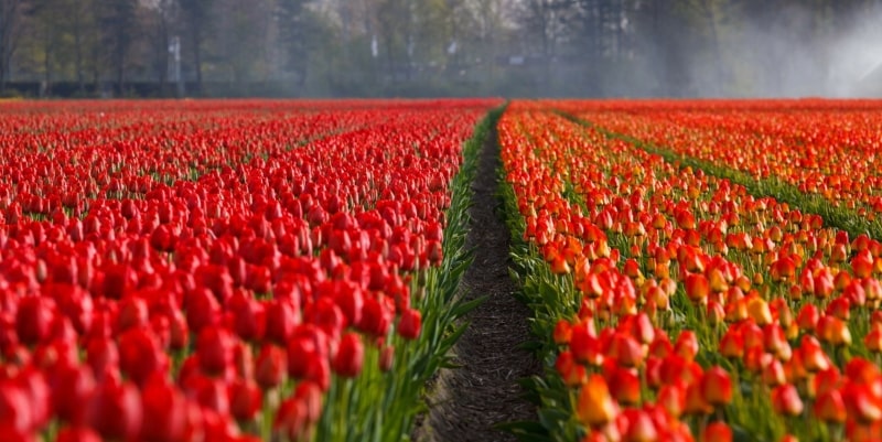 Keukenhof Holanda