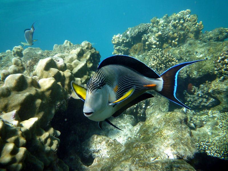 Mergulho em Marsa Alam