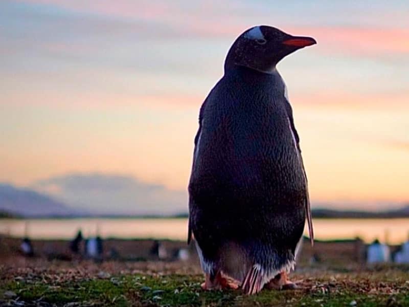 Atrações imperdíveis de Ushuaia.