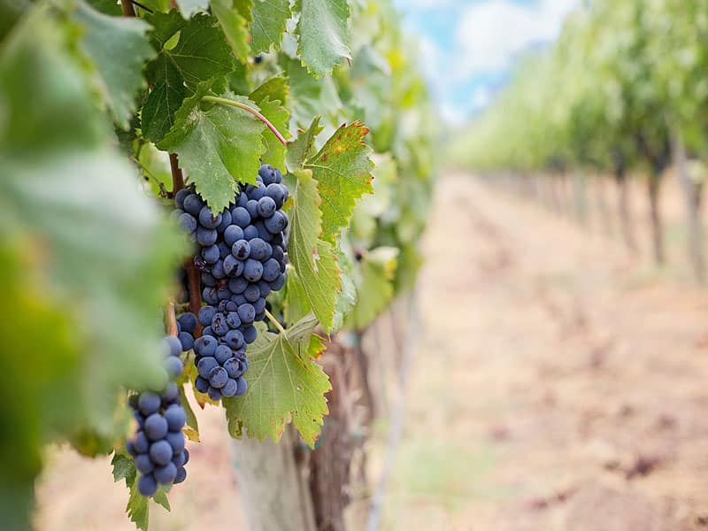 Passeios em Napa? Rota do vinho na California