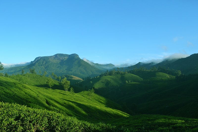 Plantações de chá Índia 