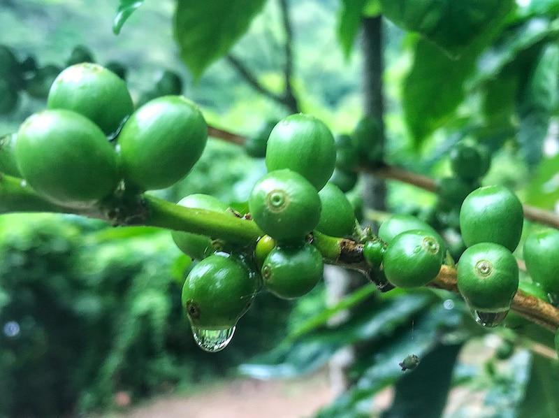 Fazendas de café no Ceará