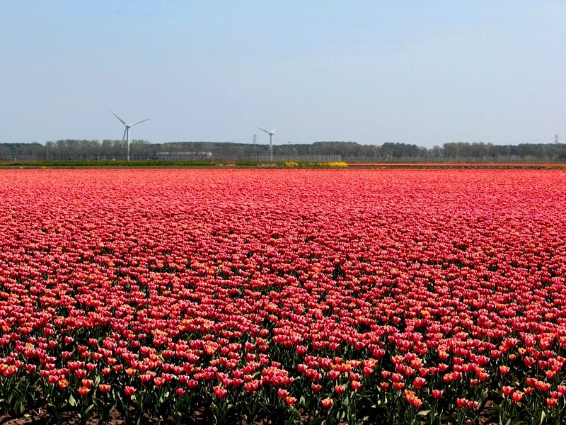 Símbolo nacional da Holanda