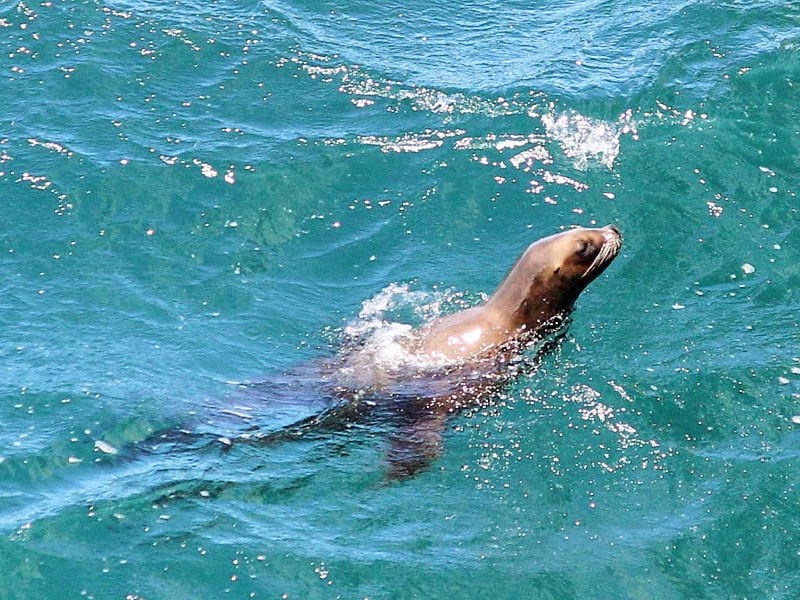 Onde ver animais marinhos na Argentina.