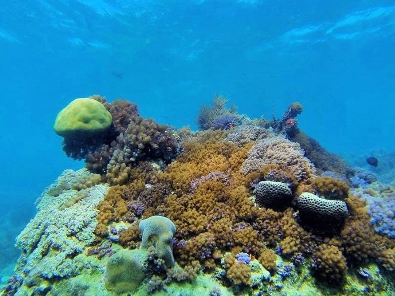 Lugares para praticar snorkel no Nordeste