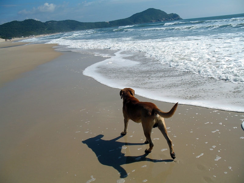 Praias de Imbituba 