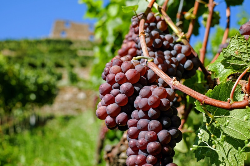 Vinícolas francesas Rota do vinho da França