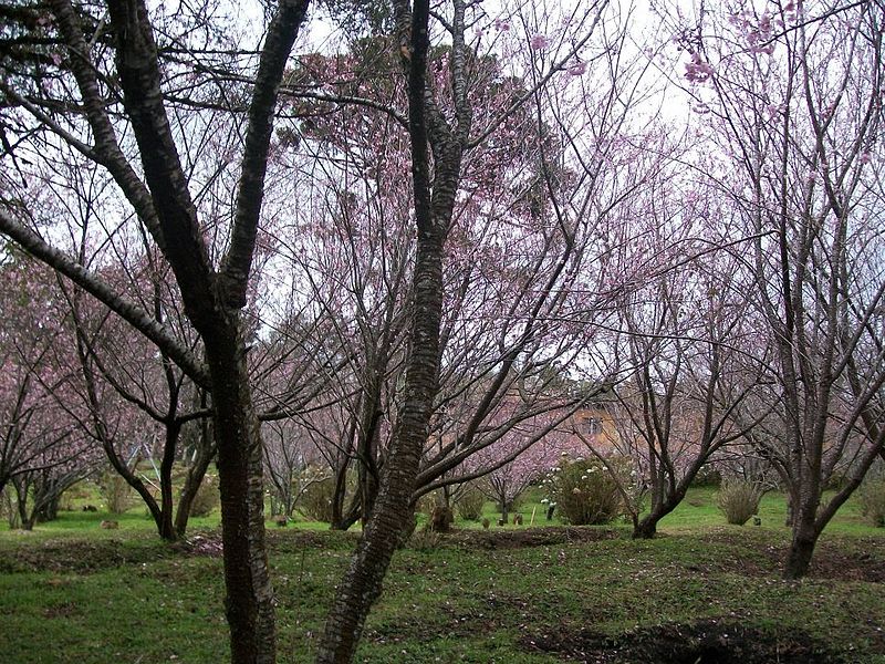 Parque das Cerejeiras, Campos Festival das cerejeiras, Campos