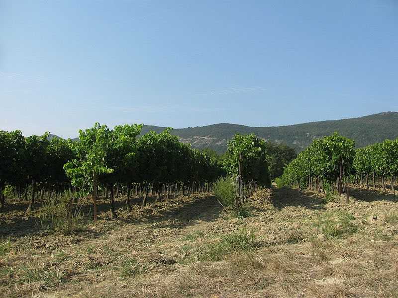 Vinícolas da França