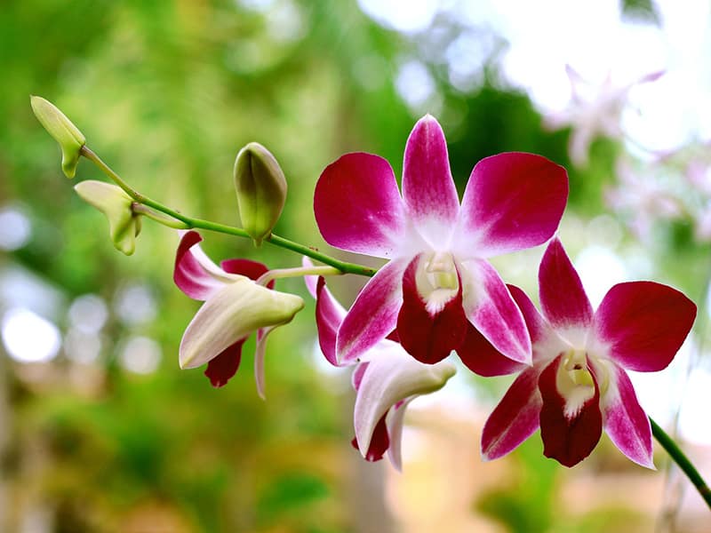 Dicas de São Paulo Arredores de Campos do Jornão, orquídeas