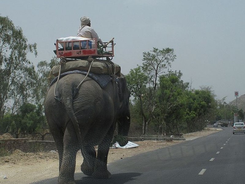 Transporte em Nova Deli em bichos 