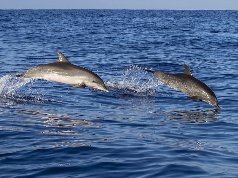 observação de golfinhos algarve
