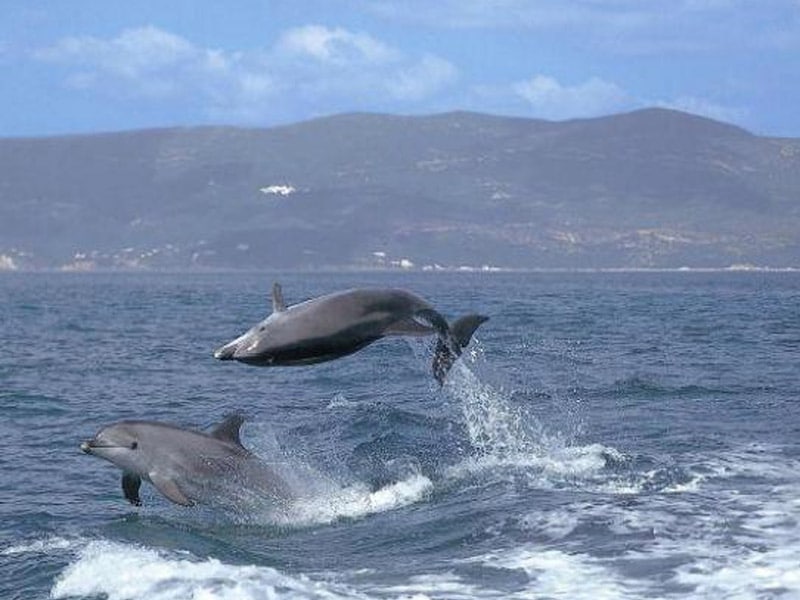 observação de golfinhos em setúbal