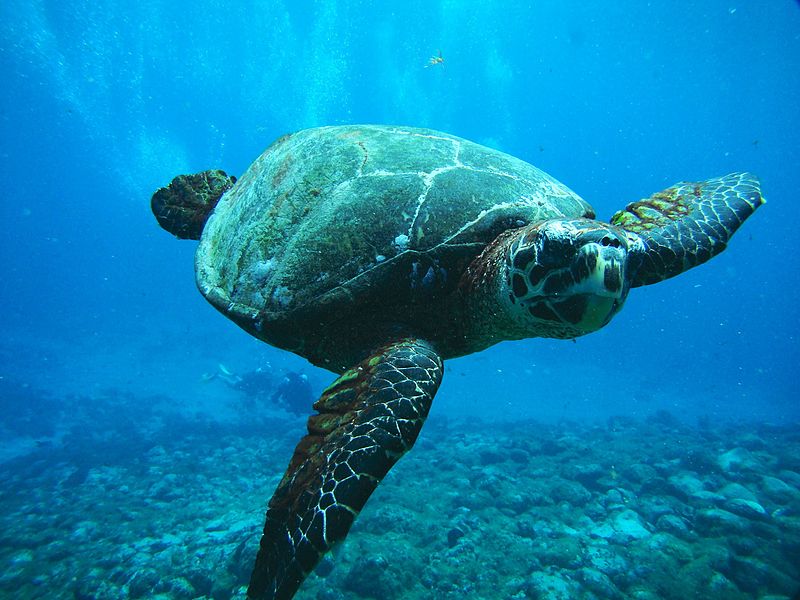 Pontos turísticos de Porto de Galinhas para não perder 