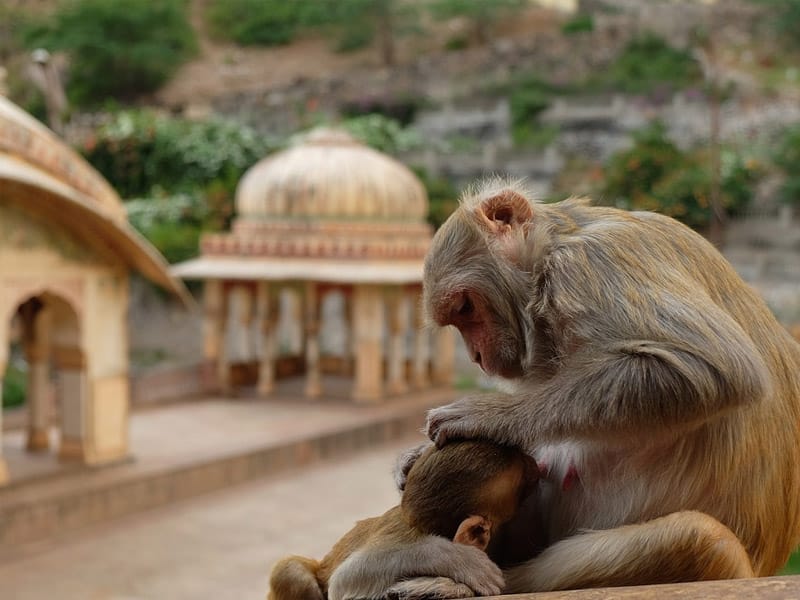 o que fazer em jaipur
