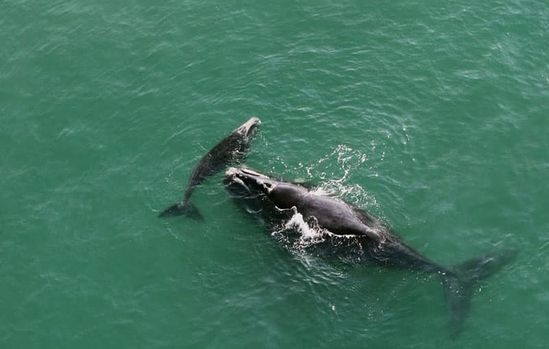 Onde ver baleias em Santa Catarina
