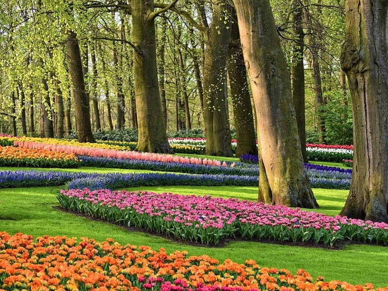 keukenhof amsterdam