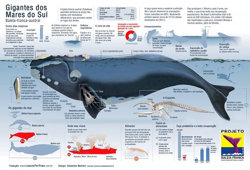fotos das baleias em Santa Catarina