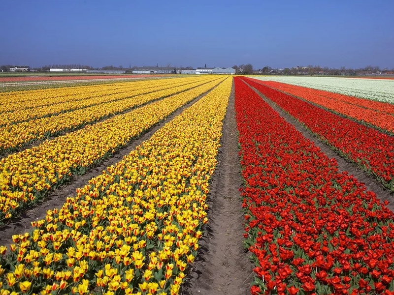 quantas tulipas tem no keukenhof?