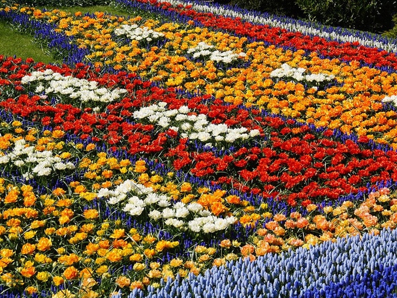 o que ver no keukenhof