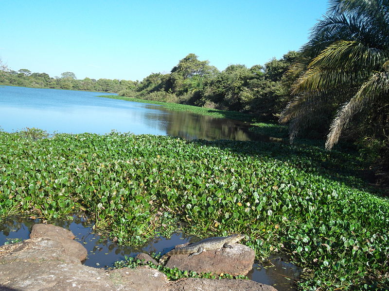 onde ver jacarés no pantanal