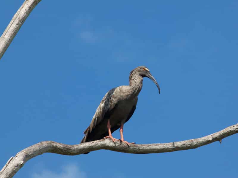 Pantanal no Mato Grosso do Sul época de seca