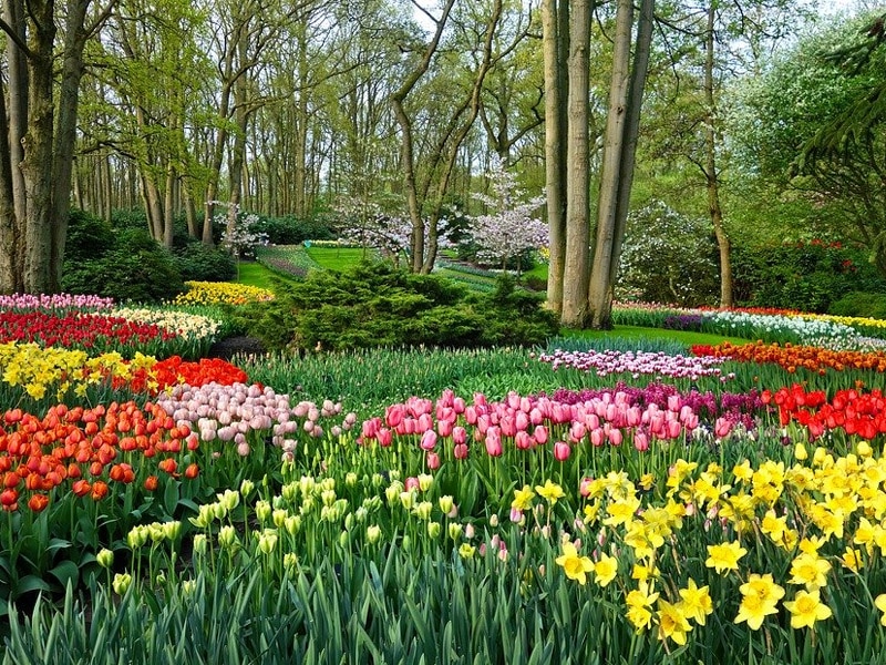 quando ir para keukenhof