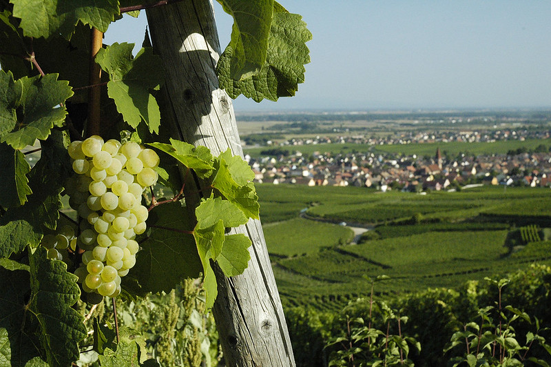Vinhos da Alsácia 