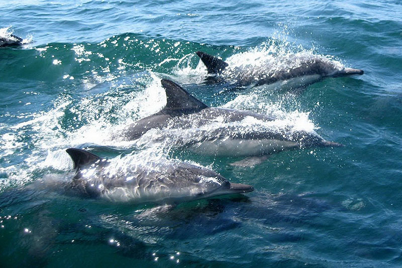 golfinhos em Maiorca 