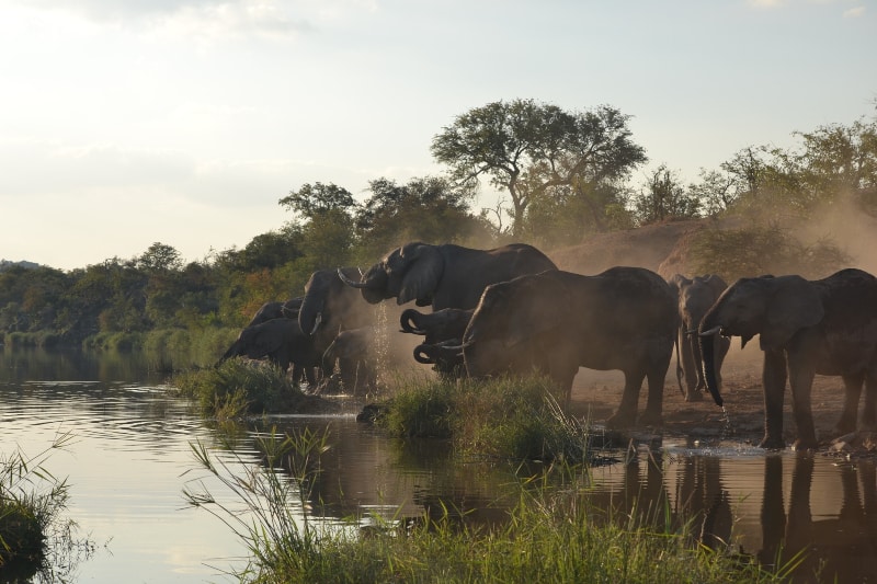 Animais Kruger Park