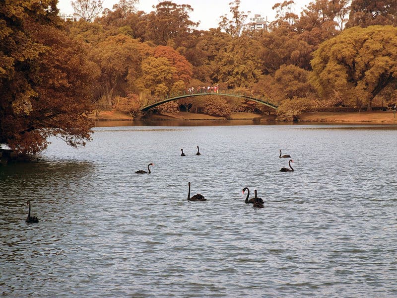 Parque do Ibirapuera natureza