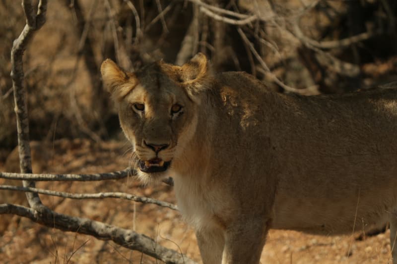 Horário Kruger Park