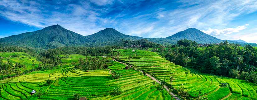 campos de arroz são pontos turísticos de Bali