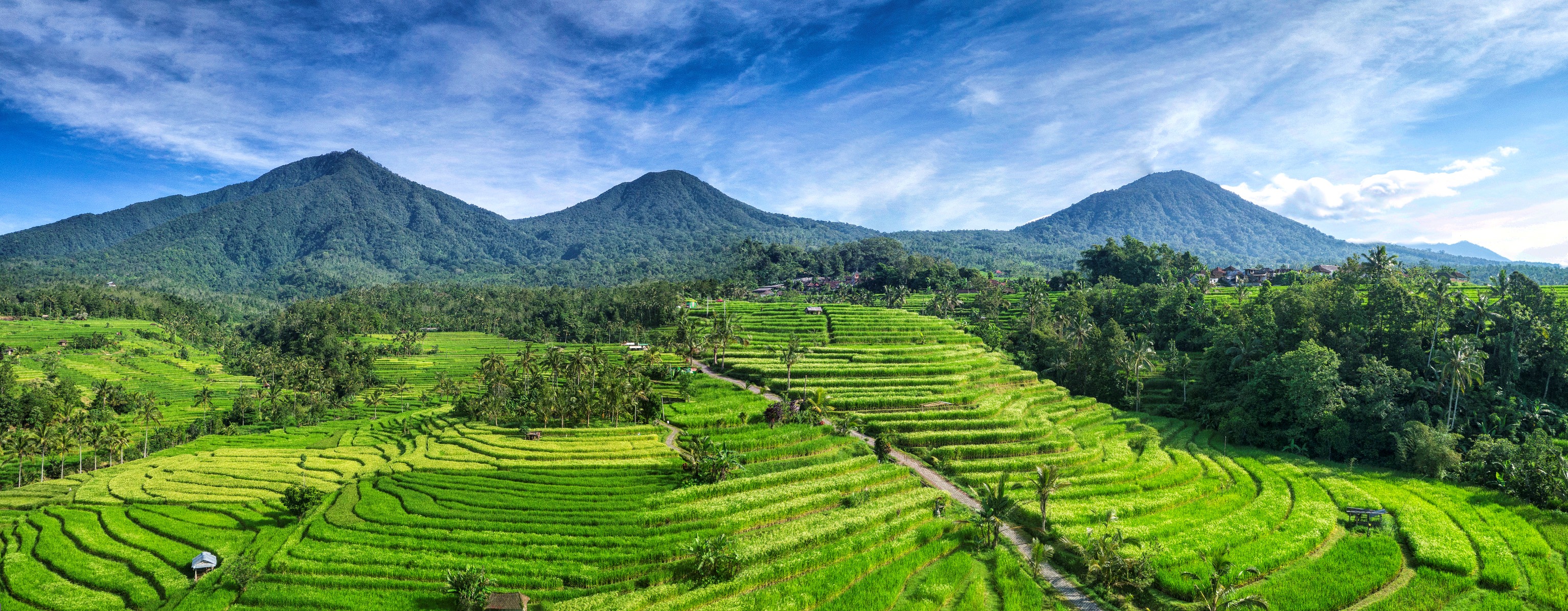 campos de arroz em Bali