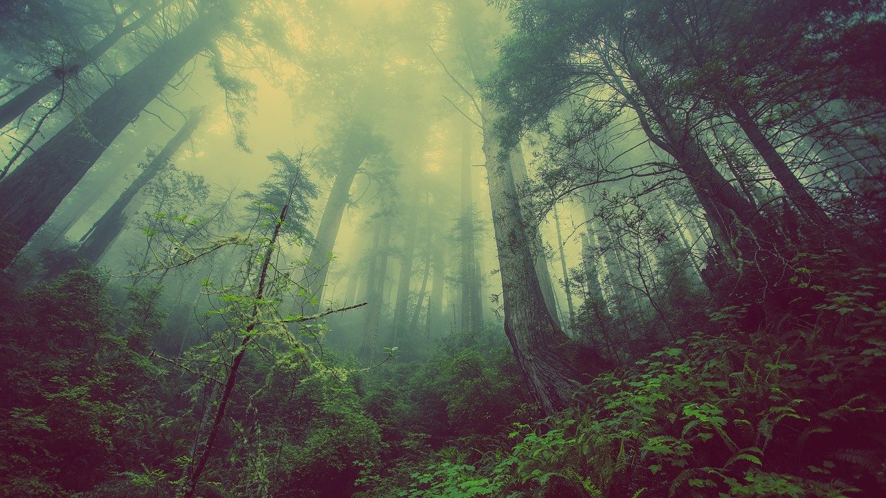 Mata na Alemanha Floresta na Alemanha