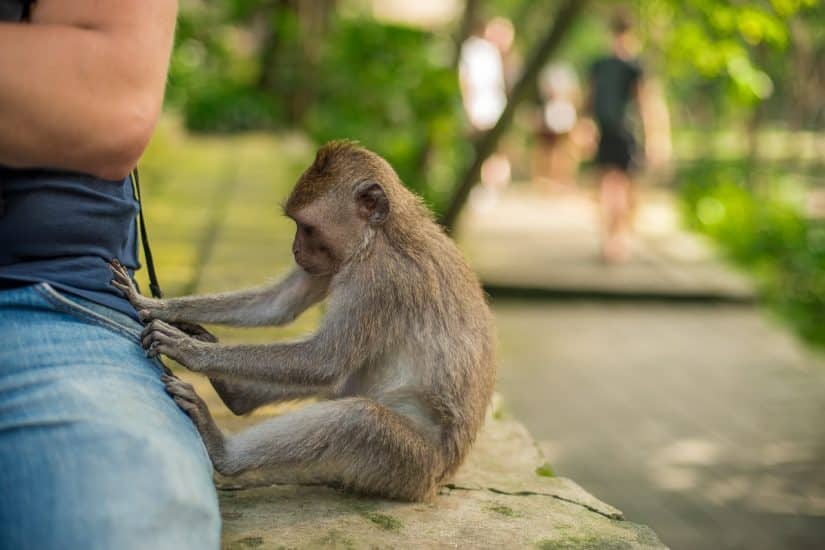 passeios turísticos em Bali