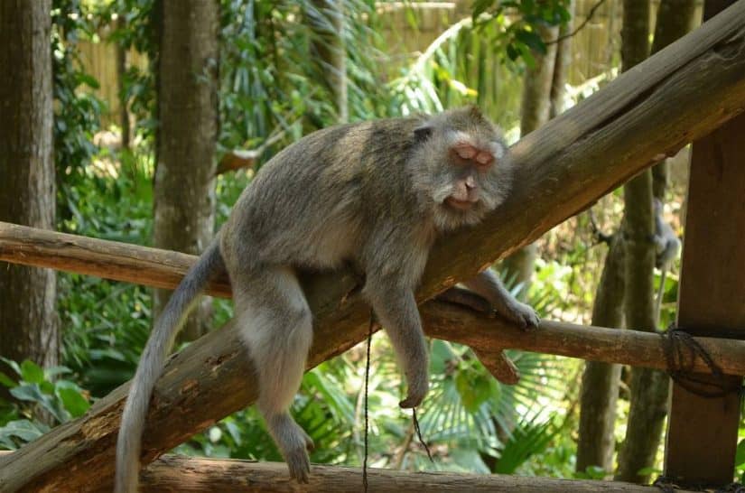 Macaco dormindo em galho