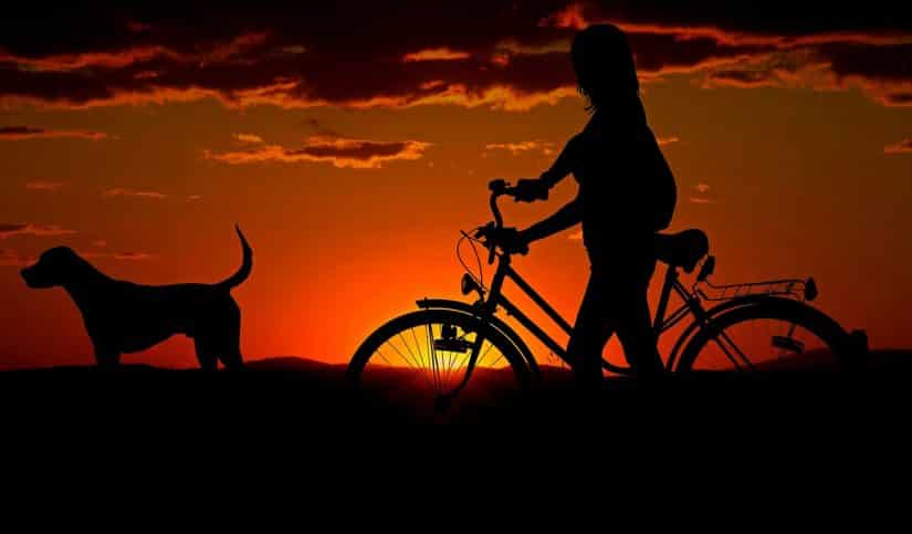 viajar com cachorro para o exterior preços
